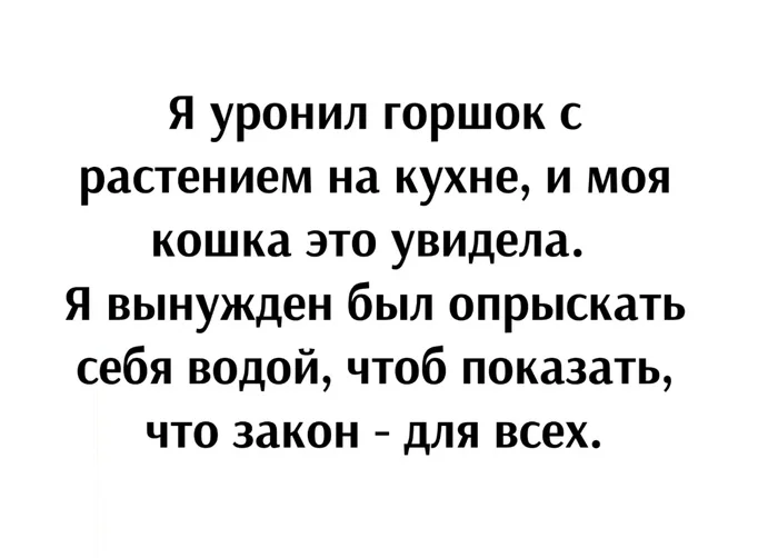 Закон один для всех - Картинка с текстом, Юмор, Кот, Закон, Животные, Домашние животные, Повтор