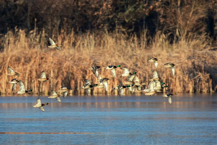 Mallards - My, Mallard duck, Duck, Photo hunting, Ornithology, Ornithology League, Bird watching, Birds