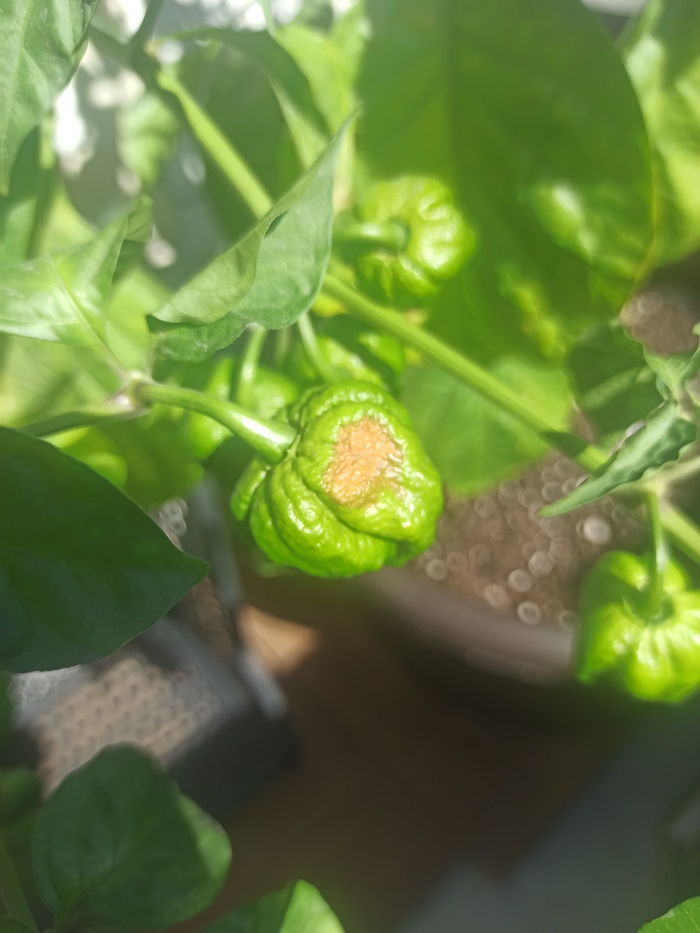 Нужен совет (болезнь перца)