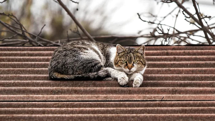 На холодной крыше - Моё, Фотография, Canon, Уличная фотография, Прогулка по городу, Кот, Крыша, Зима, Начинающий фотограф, Крым, Евпатория