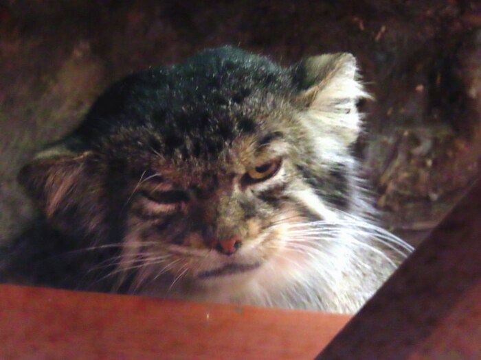 Бодроутра...