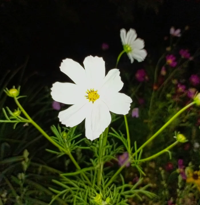 Night cosmos - My, Mobile photography, Cosmos, Night, Walk, Longpost, Flowers