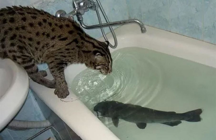 Обеспечить столь привередливому питомцу условия дома сложно. Но для некоторых — возможно.