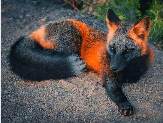 This is what a silver fox looks like - Cherno, Fox, Chernoburka, The photo