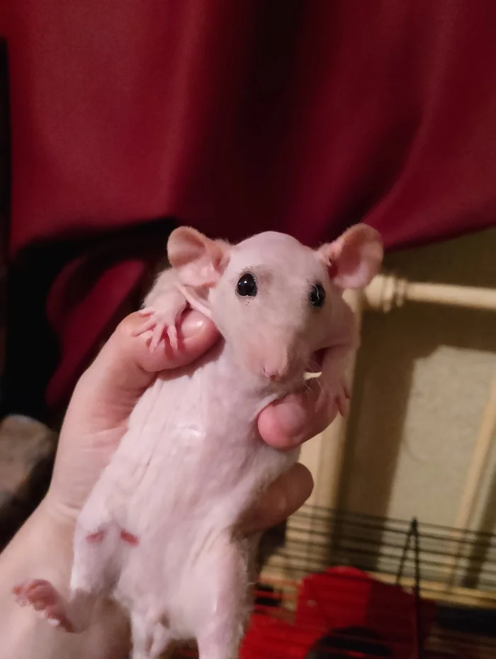 Today is 2 years - My, Rat, Decorative rats, Rat dumbo, The photo