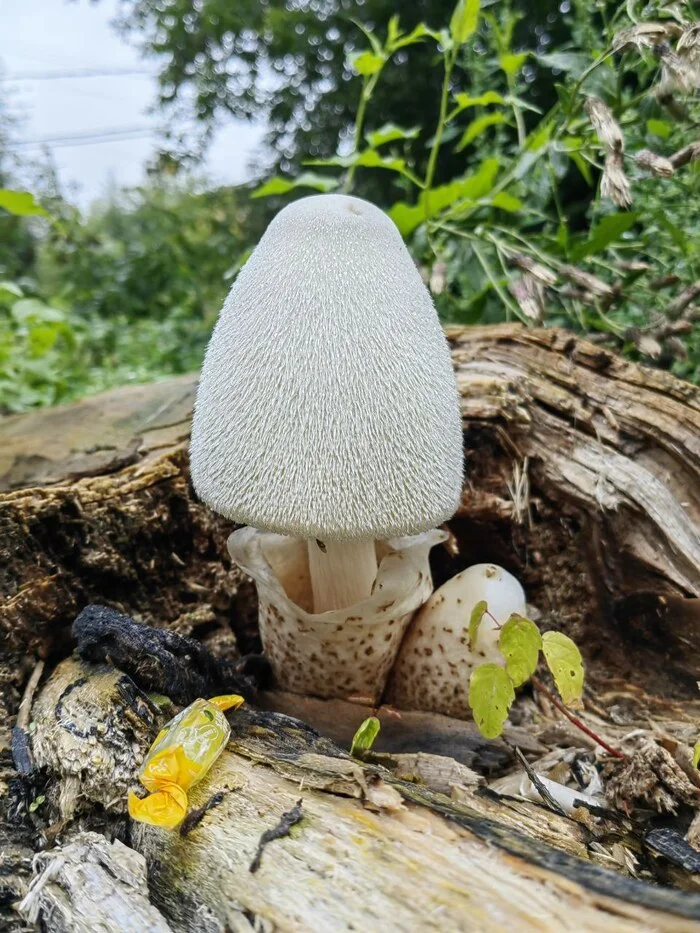 Sudden beauty in the yard - My, Photo on sneaker, Mushrooms