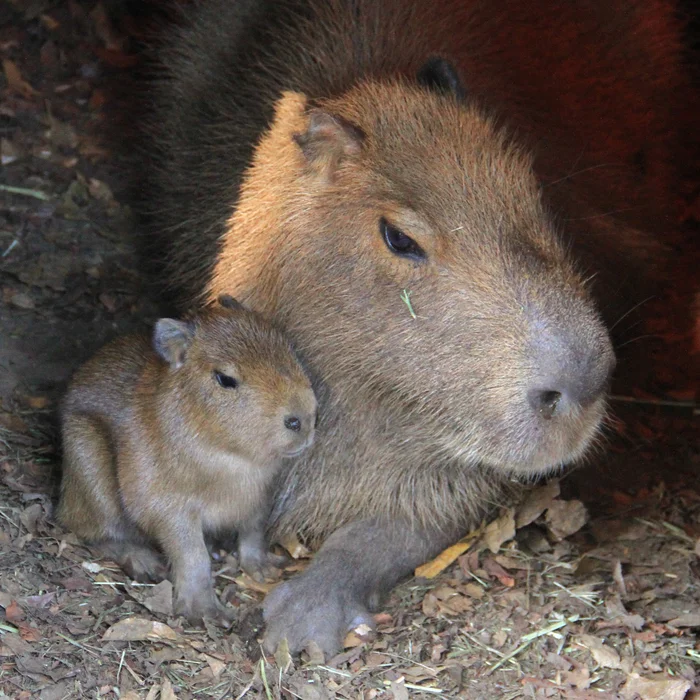 Me and my little dog - Capybara, Rodents, Zoo, Young, Wild animals