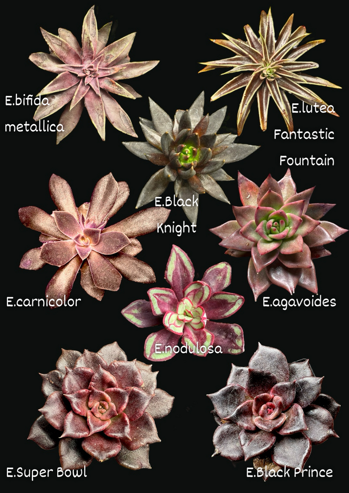   .     echeveria lutea fantasmas