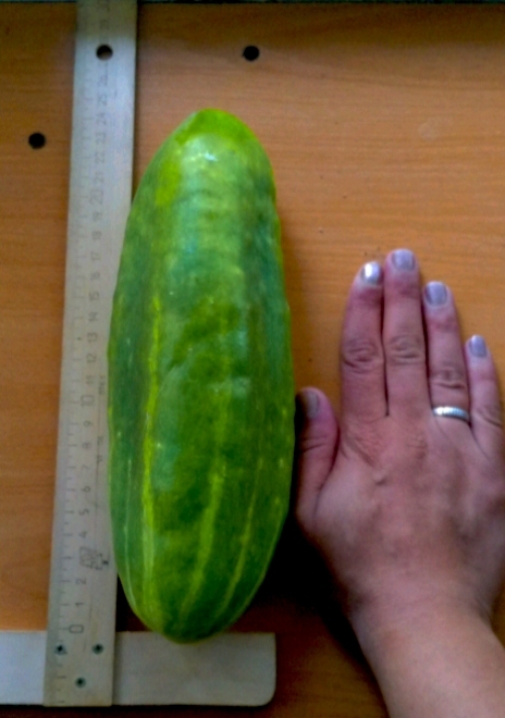 Как вам огурчик?) Без теплиц и удобрений)))