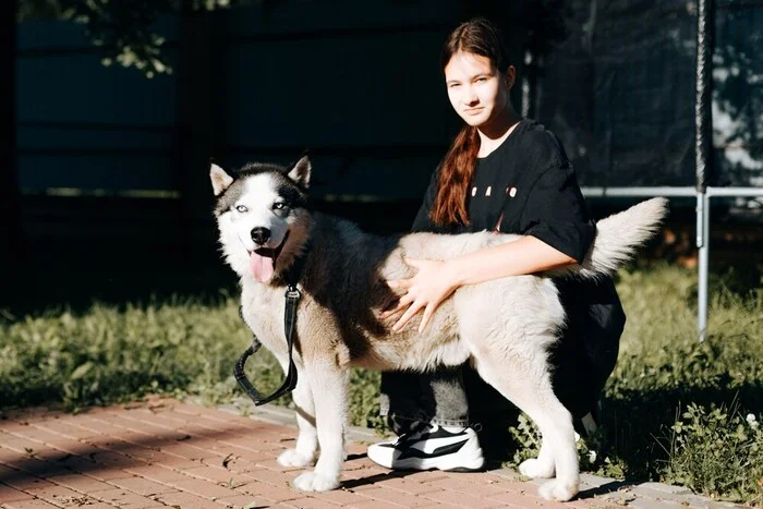 Moscow and Moscow region - Husky, Siberian Husky, In good hands, Moscow, Shelter, Overexposure, Homeless animals, Dog, Dog lovers, Longpost