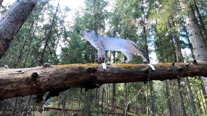 ""  ,   ,   . ,  2024