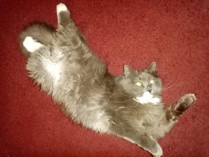 Ответ на пост «Учёные опровергли, что кошки независимы и не умеют привязываться» Кот, Животные, Природа, Картинка с текстом, Длиннопост, Ответ на пост