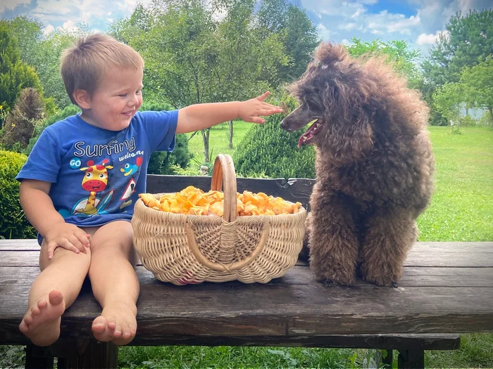 Chanterelles - My, Mushrooms, Dog, Poodle, Food, The photo, Chanterelles