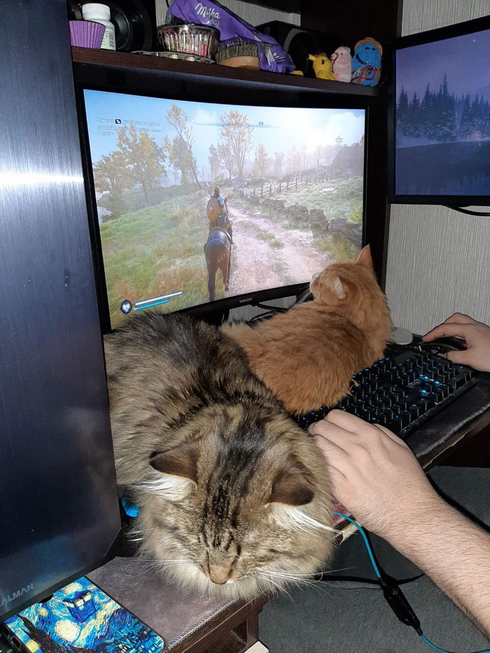 Ответ на пост «Учёные опровергли, что кошки независимы и не умеют привязываться» Кот, Животные, Природа, Картинка с текстом, Длиннопост, Ответ на пост