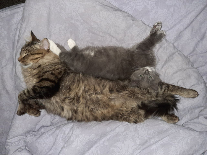 Ответ на пост «Учёные опровергли, что кошки независимы и не умеют привязываться» Кот, Животные, Природа, Картинка с текстом, Длиннопост, Ответ на пост