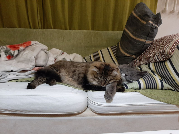 Ответ на пост «Учёные опровергли, что кошки независимы и не умеют привязываться» Кот, Животные, Природа, Картинка с текстом, Длиннопост, Ответ на пост