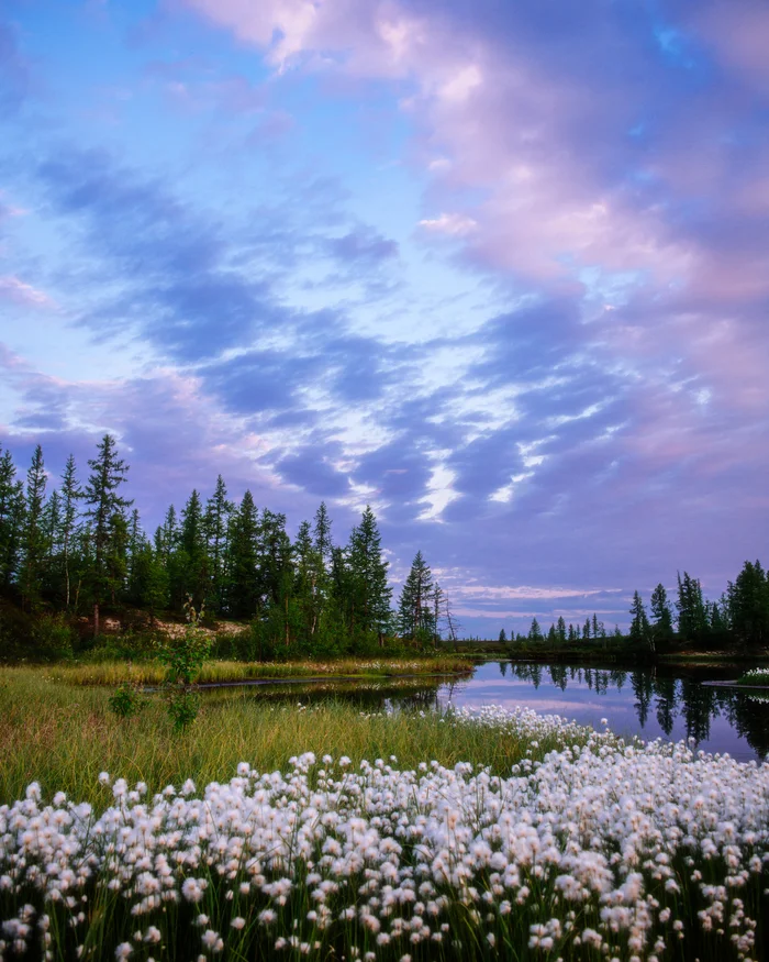 August evening - My, August, Yamal, Arctic, North, The nature of Russia, Landscape, The photo