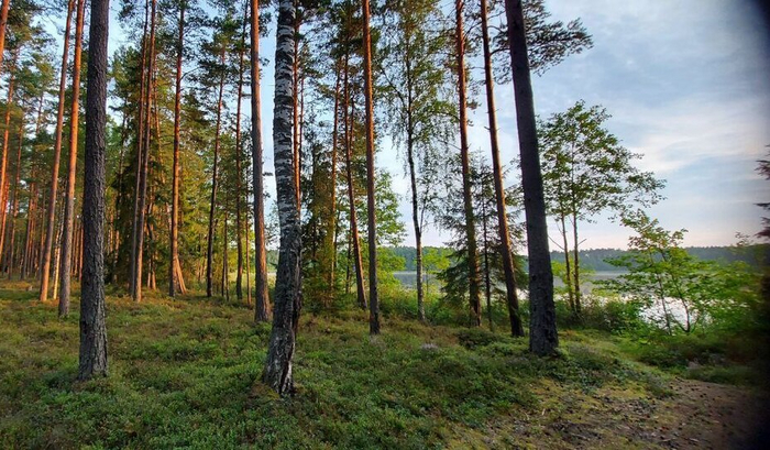 ����� ��������. ����������� ����.