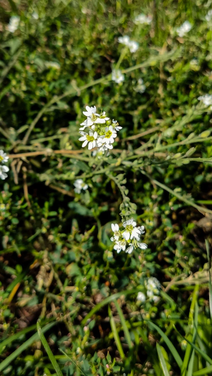 Photo project Let's take a closer look post No. 69. Ikotnik gray - My, Bloom, Macro photography, Plants, Gardening, Garden, Microfilming, Medicinal herbs, The photo, Longpost