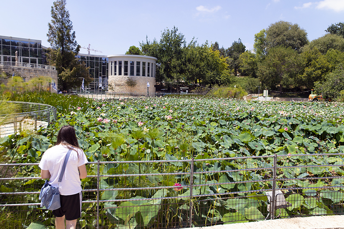 Это половина пруда, весь в кадр не влез