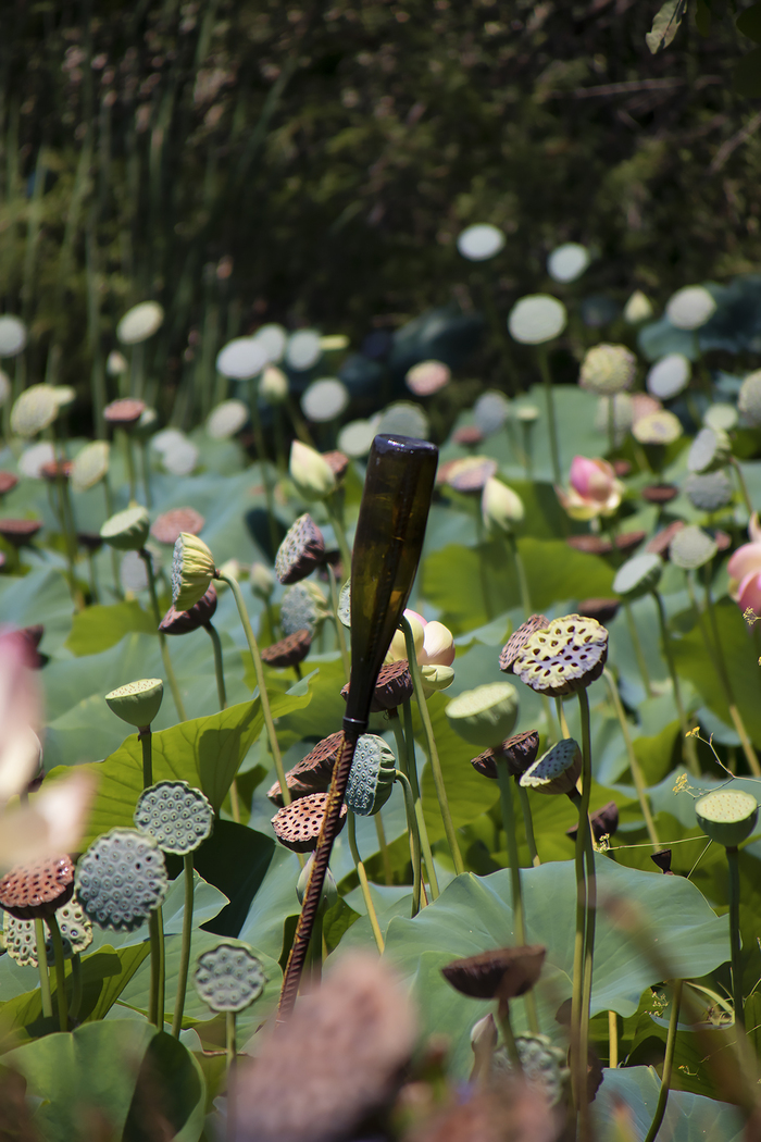 А так выглядит редкий экземпляр бутылочного дерева
