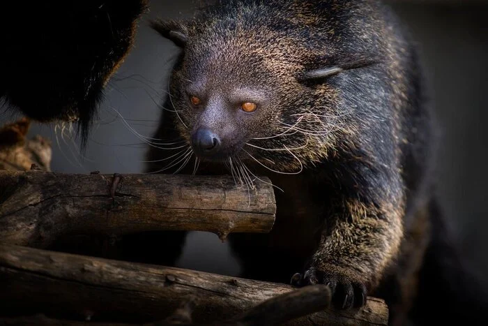 Fragrant perfumes are made from the urine of this terrible beast - My, Biology, Around the world, Animals, Nature, In the animal world, Mammals, Binturong, The beast, Rare view, The photo, GIF, Longpost