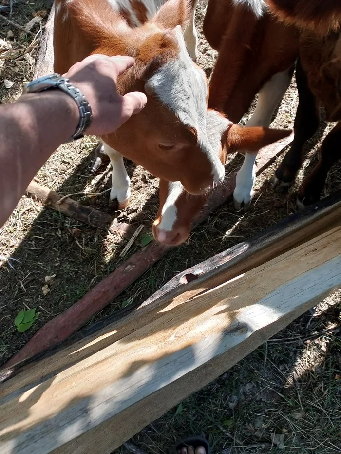 Here are my cows - The photo, Dog, Kittens, Longpost, Cow, cat