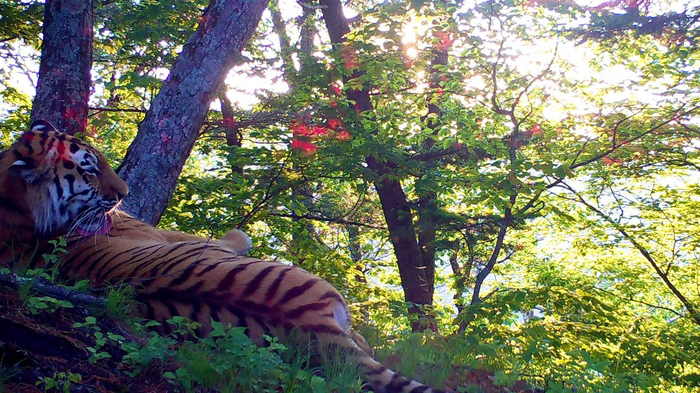 В тенёчке лежать - такое удовольствие)