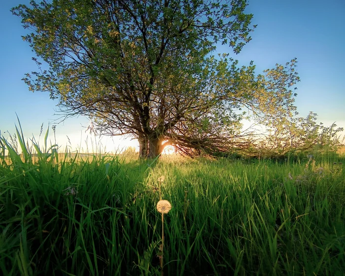 Smallness - Dandelion, Plants, Beautiful view, Landscape, The photo