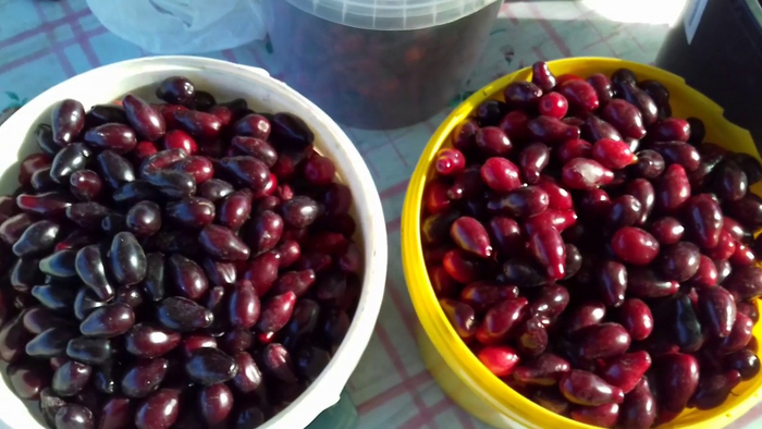 Спелый кизил