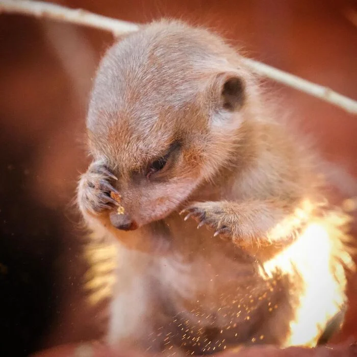 A grain of sand got into my eye - Meerkat, Young, Predatory animals, Wild animals, wildlife, Reserves and sanctuaries, South Africa, The photo, Sand