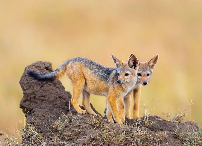 Щенки чепрачного шакала на термитнике