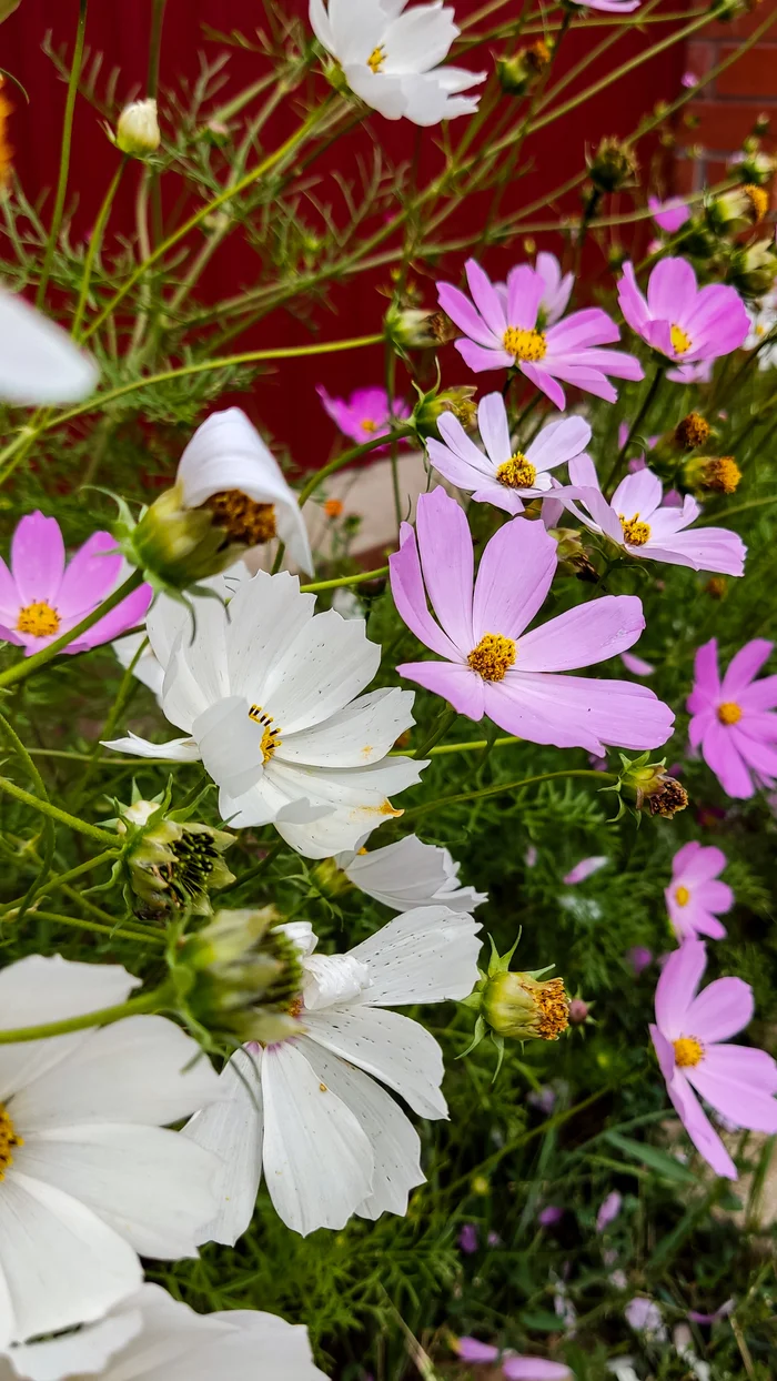 Photo project Let's take a closer look post No. 70. Cosmea - My, Bloom, Macro photography, Nature, The photo, Garden, Microfilming, Plants, The nature of Russia, Longpost