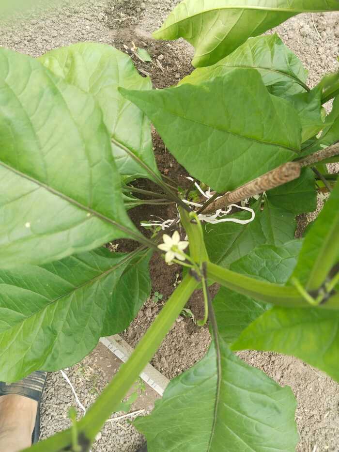 For advice - My, Carolina Reaper, Carolinian Reaper, Hot peppers, Garden beds, Greenhouse, Help, Longpost