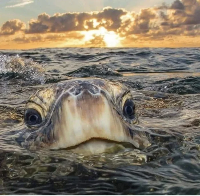 So don’t believe in mermaids after this - The photo, Turtle