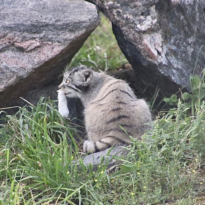 Breakfast Mimishat - Wild animals, Predatory animals, Cat family, Small cats, Zoo, Pallas' cat, The photo, Young, Mining, Nutrition, Feeding