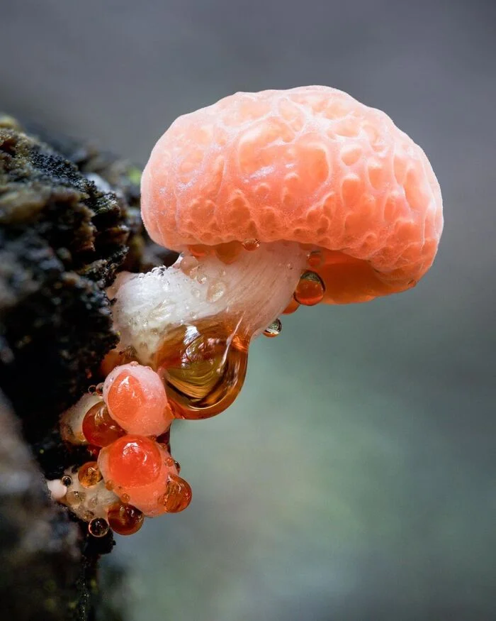 Rhodotus palmata - Mushrooms, Mycology, wildlife, North America, The photo, Rodotus, Longpost