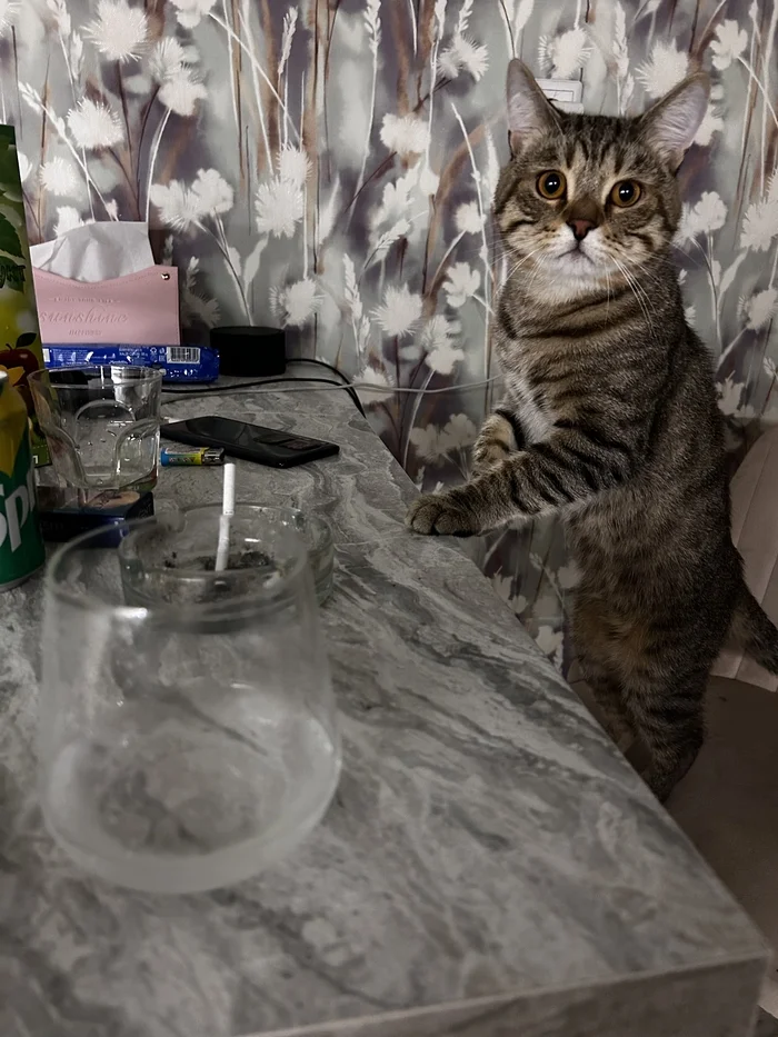 When stress gets high - My, cat, Bad habits, Pets, The photo