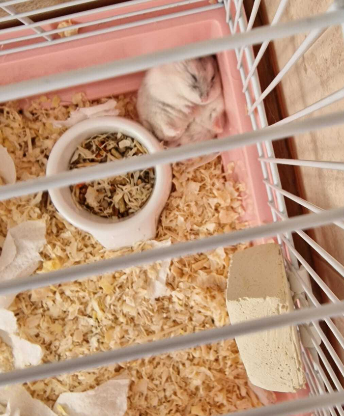 Зачем делать кладовочки, когда можно спать у кормушки?