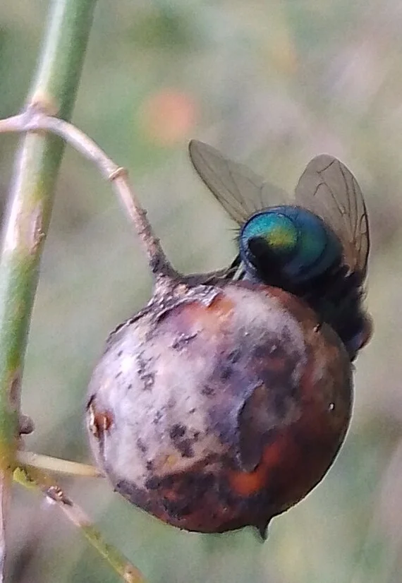 Decay and hopelessness - My, Mobile photography, Focus, Insects, Муха, Berries