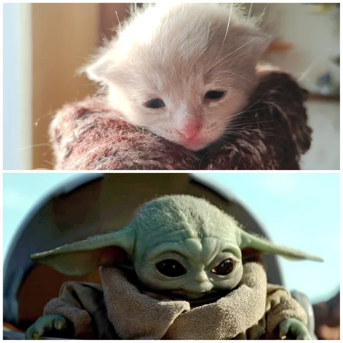 Kitty-Yotik - My, cat, Kittens, Star Wars, Yoda