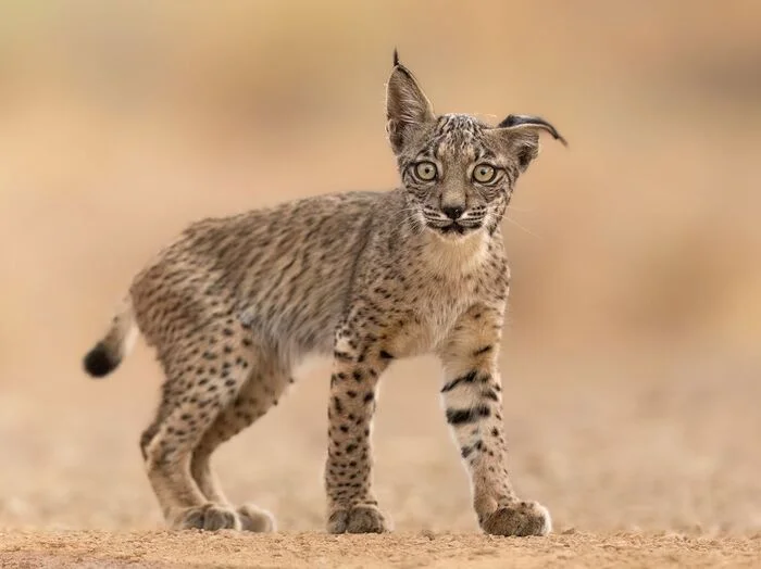 A? What? Are they already taking photos? - Wild animals, Predatory animals, Cat family, Lynx, Pyrenean lynx, The photo, wildlife, Young