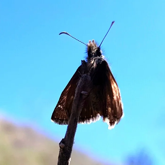 Air defense or electronic warfare? - My, Butterfly, fathead, Insects, Mobile photography, Lepidopterology, Sky, Bottom view, From below, From the bottom up, Silhouette, Blue, Entomology