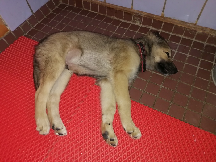 Щенок. Первый месяц