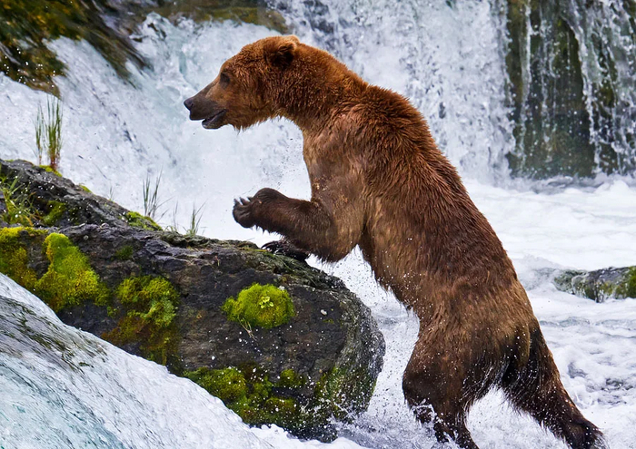 А вот так выходит из неё. После спячки медведь теряет всё, что накопил за прошлый сезон! А значит, скидывает почти половину от массы тела!