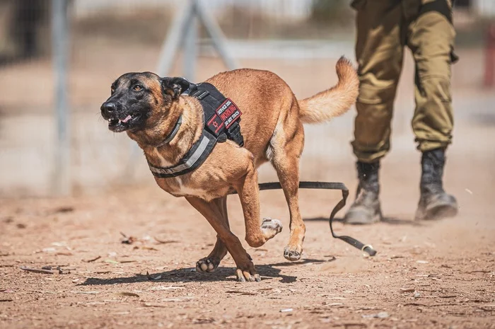 Four-legged Israeli military, young fighter course - Israel, The photo, Dog