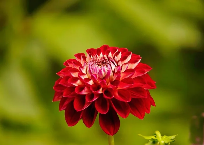 Beautiful red dahlia - My, The photo, Netherlands (Holland), Nature, Flowers, Dahlias