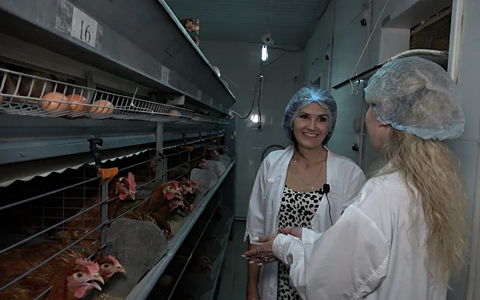 Laying hens in industrial poultry farming - My, Entrepreneurship, Сельское хозяйство, Business, Production, Volgau, Small business, Market, Trade, Industry, Egg, Startup, Russian production, Longpost, Hen