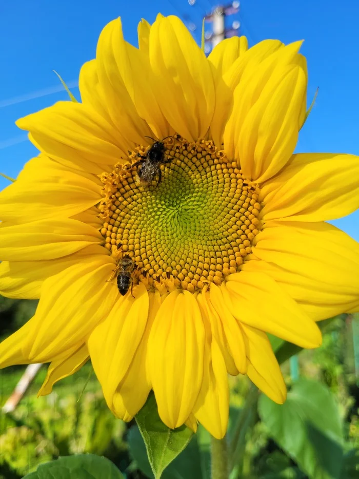 What a blue sky - My, Sky, Sunflower, Lucky moment, The photo