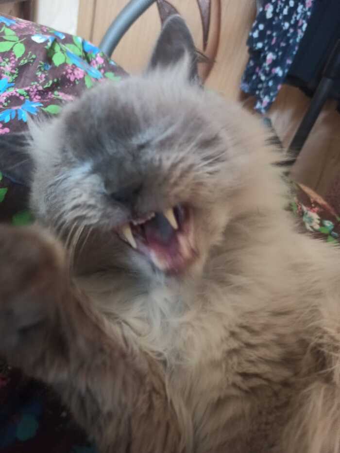 Yawns funny) - My, cat, Yawn, Cat family, Funny, The photo, Cat lovers, Pets